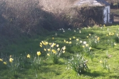 Dafodils in a Feild