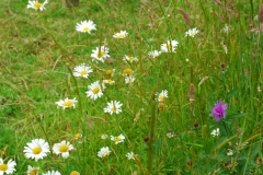Flowers in a Field